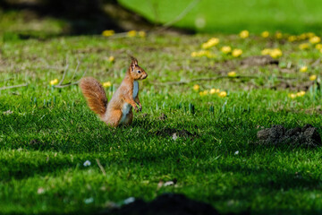 A squirrel is sitting on the ground in a grassy area.
