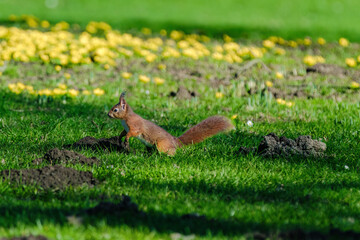 A squirrel is sitting on the ground in a grassy area.