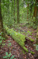 The dense jungle of Danum Valley in Borneo, Malaysia.