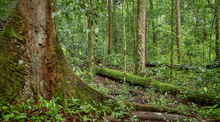 The dense jungle of Danum Valley in Borneo, Malaysia.
