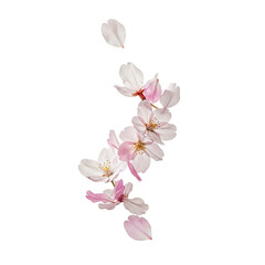 Delicate Cherry Blossoms Floating on Soft Pink Background