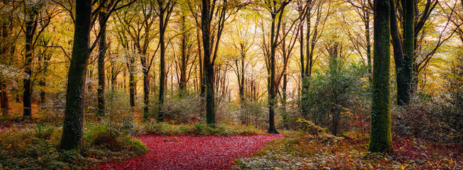 autumn woodland idless cornwall uk panorama 