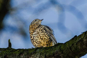 Mistle Thrush,sitting on the branch