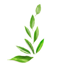 Fresh green leaves of citrus plant isolated on white