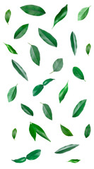 Fresh green leaves of citrus plant flying on white background