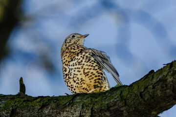 Mistle Thrush,sitting on the branch
