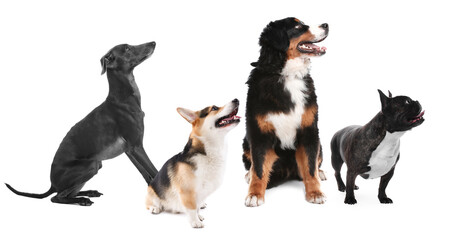 Cute dogs looking at something on white background
