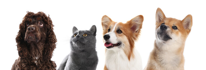 Obraz premium Cute dogs and cat looking at something on white background