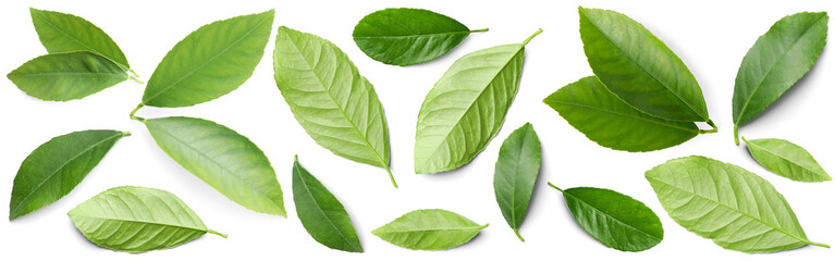 Fresh green leaves of citrus plant on white background, collage. Top view