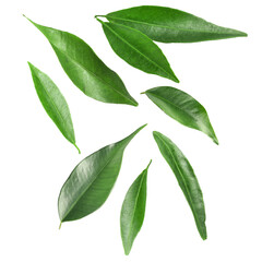 Fresh green leaves of citrus plant flying on white background