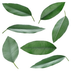 Fresh green leaves of citrus plant isolated on white, set