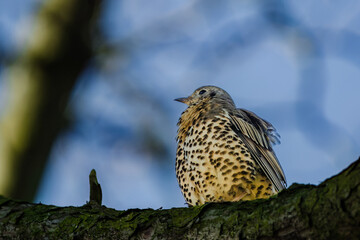 Mistle Thrush,sitting on the branch