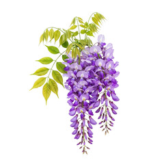 Fototapeta premium Beautiful cascading purple wisteria flowers with green leaves isolated on transparent background