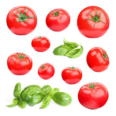 Fresh tomatoes and green basil leaves isolated on white, set