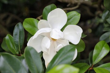 Magnolia grandiflora. White flower of Southern magnolia.