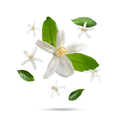 Fototapeta premium Citrus plant flowers and green leaves falling on white background