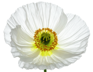 Close-up of a white poppy flower with a yellow and orange center