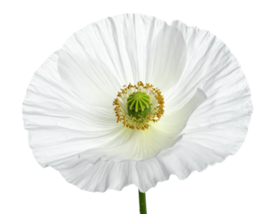 Close-up of a pure white, delicate poppy flower with a vibrant green and gold center