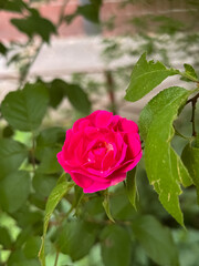 Pink Rose Bloom with Water Droplets on Green Leaves Garden Setting