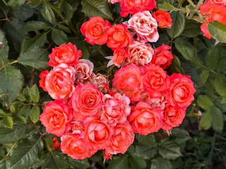 Coral Orange Rose Bloom With Buds In Lush Garden Foliage