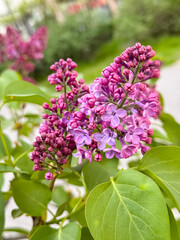 Purple Lilac Flowers Cluster on Branch with Green Leaves