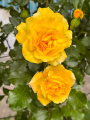Bright Yellow Roses Blooming with Buds in Garden Close-Up View