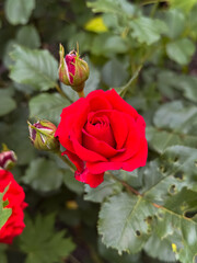 Pink Rose Bloom with Water Droplets on Green Leaves Garden Setting