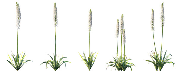 Set of Eremurus himalaicus (the Himalayan foxtail lily or white-flowered foxtail lily) flowering frontal isolated png on a transparent background perfectly cutout high resolution