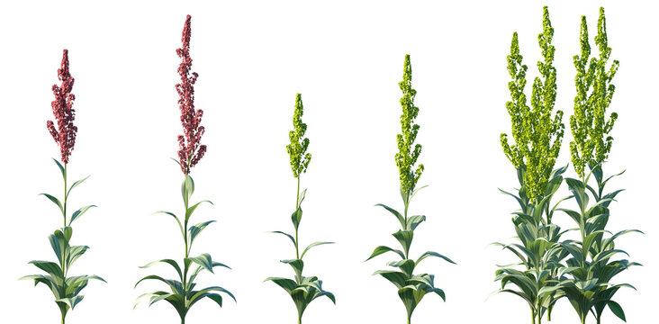 Set of Veratrum nigrum (the black false hellebore) flowering frontal isolated png on a transparent background perfectly cutout high resolution