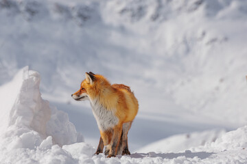 Red fox rests in a snowy landscape. The fox has a bushy tail and bright orange fur, blending with the winter scenery.