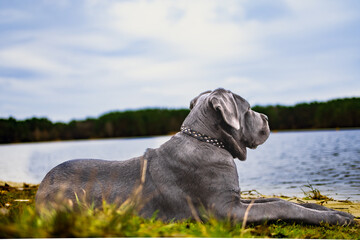Adorable Two-Month-Old Cane Corso Puppy Portrait