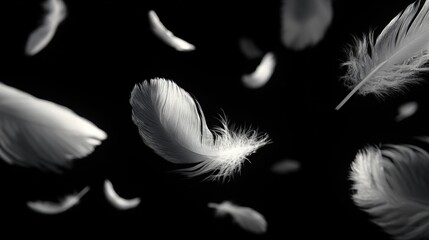 Obraz premium Elegant white feathers floating gently against a dark background, perfect for conveying softness, lightness, and peace in design projects