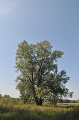 Obraz premium A huge tree standing alone against a blue sky.