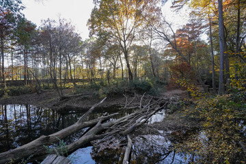 Fallen trees off a paved trail 