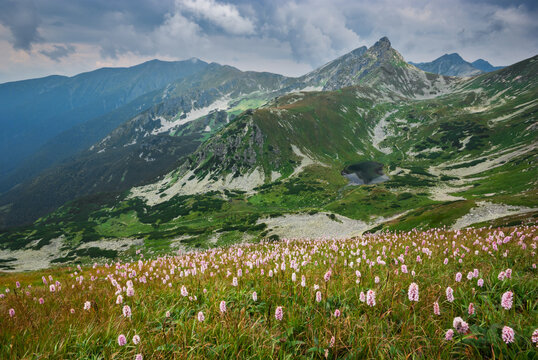 View of a vibrant meadow of pink flowers leading to rugged mountains and a serene lake under a dynamic sky, Jamnik, Zilinsky region, Slovakia.