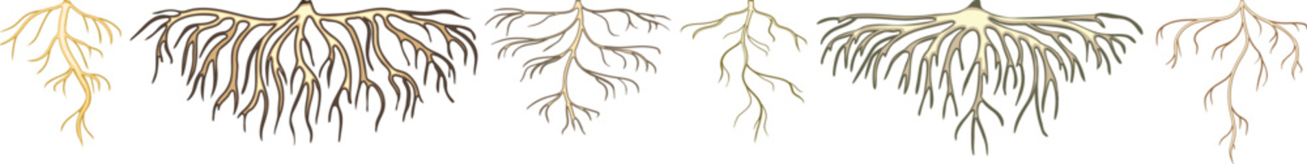 Naklejka premium Set of roots isolated on white background 