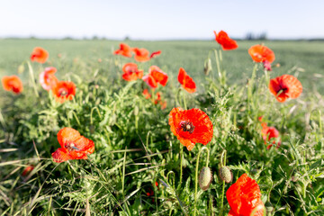 Vibrant Red Poppies Dancing on Green Meadow in Warm Summer Sunlight.