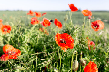 Vibrant Red Poppies Dancing on Green Meadow in Warm Summer Sunlight.