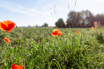 Vibrant Red Poppies Dancing on Green Meadow in Warm Summer Sunlight.