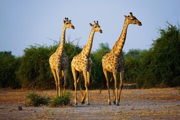 A group of adult southern giraffes, also known as two-horned giraffes, crossing the arid savannah of Chobe National Park in Botswana. Giraffa giraffa. 