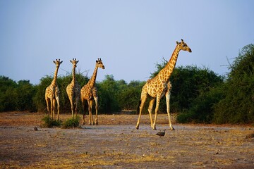 A group of adult southern giraffes, also known as two-horned giraffes, crossing the arid savannah of Chobe National Park in Botswana. Giraffa giraffa.  © Thomas