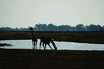 Two adult southern giraffes, also known as two-horned giraffes, photographed in Etosha National Park in Namibia. Giraffa giraffa.  © Thomas