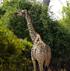 Close-up of a single adult southern giraffe, also known as a two-horned giraffe, roaming the African savannah in the national park. Taken on a safari  © Thomas