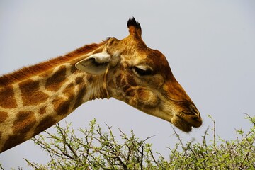 Portrait photograph of the head and neck of an adult southern giraffe, also known as a two-horned giraffe, taken in a national park in the African savannah. Giraffa giraffa.  © Thomas