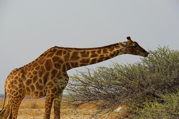 Close-up of a single adult southern giraffe, also known as a two-horned giraffe, eating leaves from a tree in the African savannah in the national park. Giraffa giraffa.  © Thomas
