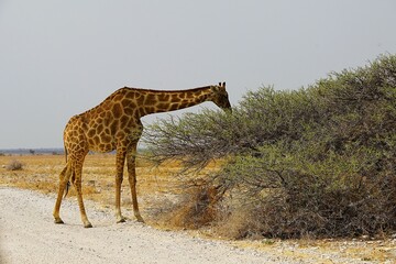 Close-up of a single adult southern giraffe, also known as a two-horned giraffe, eating leaves from a tree in the African savannah in the national park. Giraffa giraffa. 