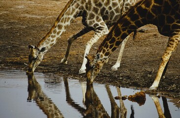 Close-up of adult southern giraffes, also known as two-horned giraffes, drinking at a waterhole in an African national park. Giraffa giraffa.  © Thomas
