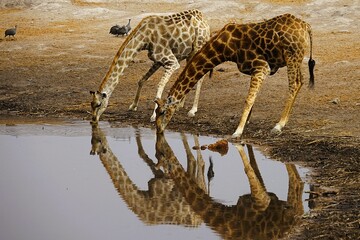 Close-up of adult southern giraffes, also known as two-horned giraffes, drinking at a waterhole in an African national park. Giraffa giraffa.  © Thomas