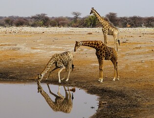 Close-up of adult southern giraffes, also known as two-horned giraffes, drinking at a waterhole in an African national park. Giraffa giraffa.  © Thomas