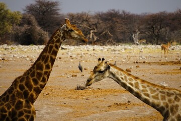Two adult southern giraffes, also known as two-horned giraffes, photographed in Etosha National Park in Namibia. Giraffa giraffa.  © Thomas
